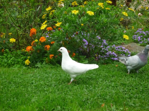 Couple de pigeons