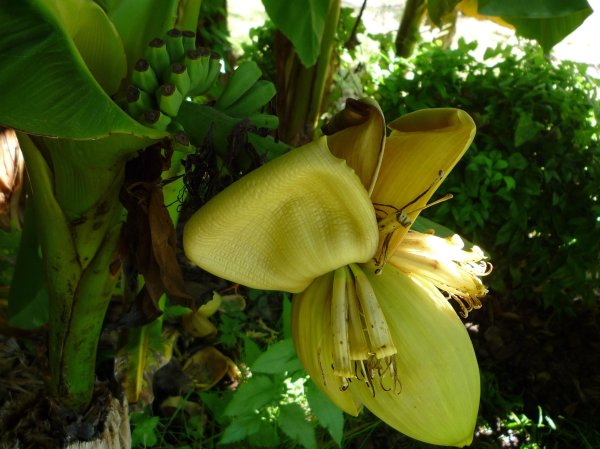 Fleur de bananier