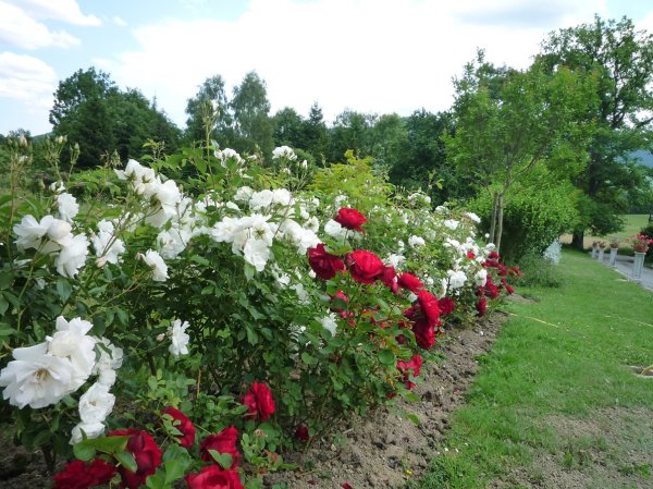 Massif de rosiers