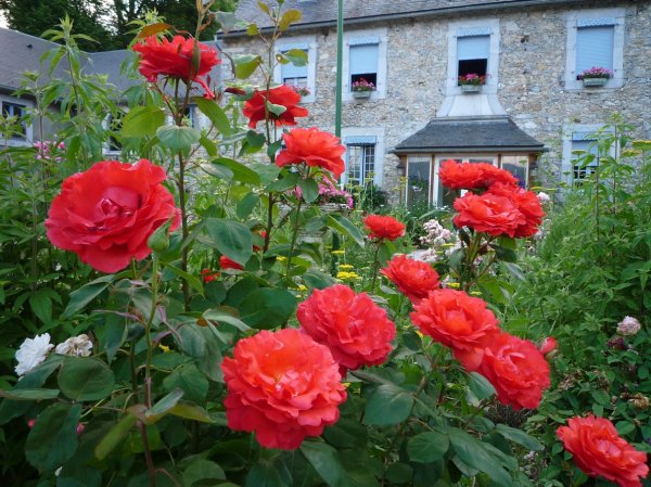 Roses anciennes